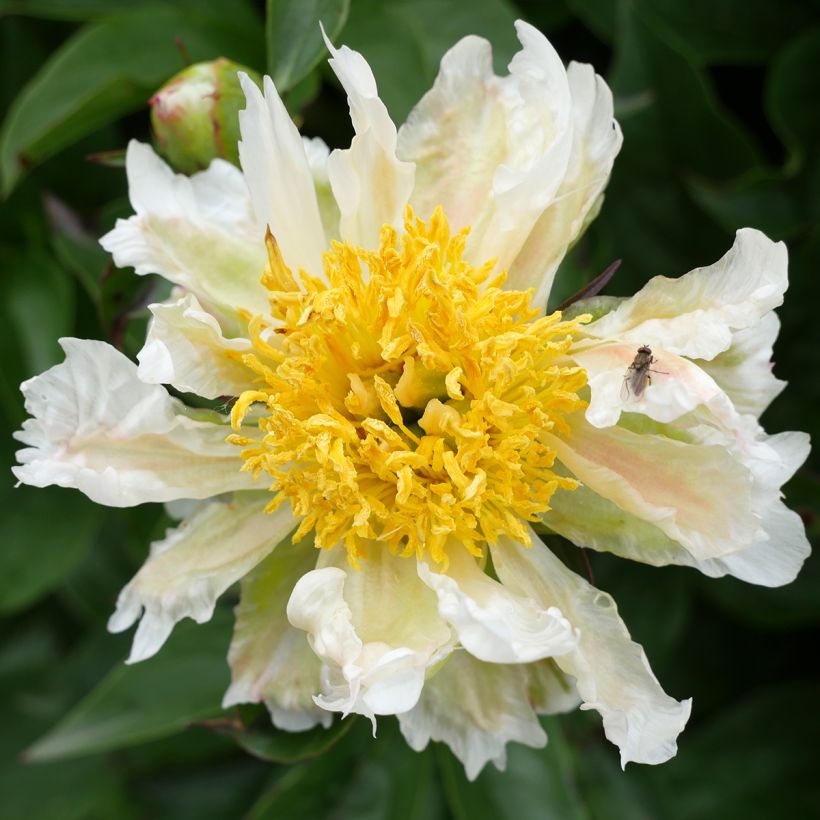 Peonia lactiflora Green Lotus (Floración)