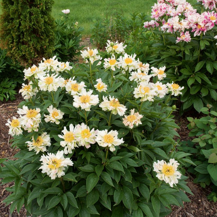 Peonia lactiflora Green Lotus (Porte)