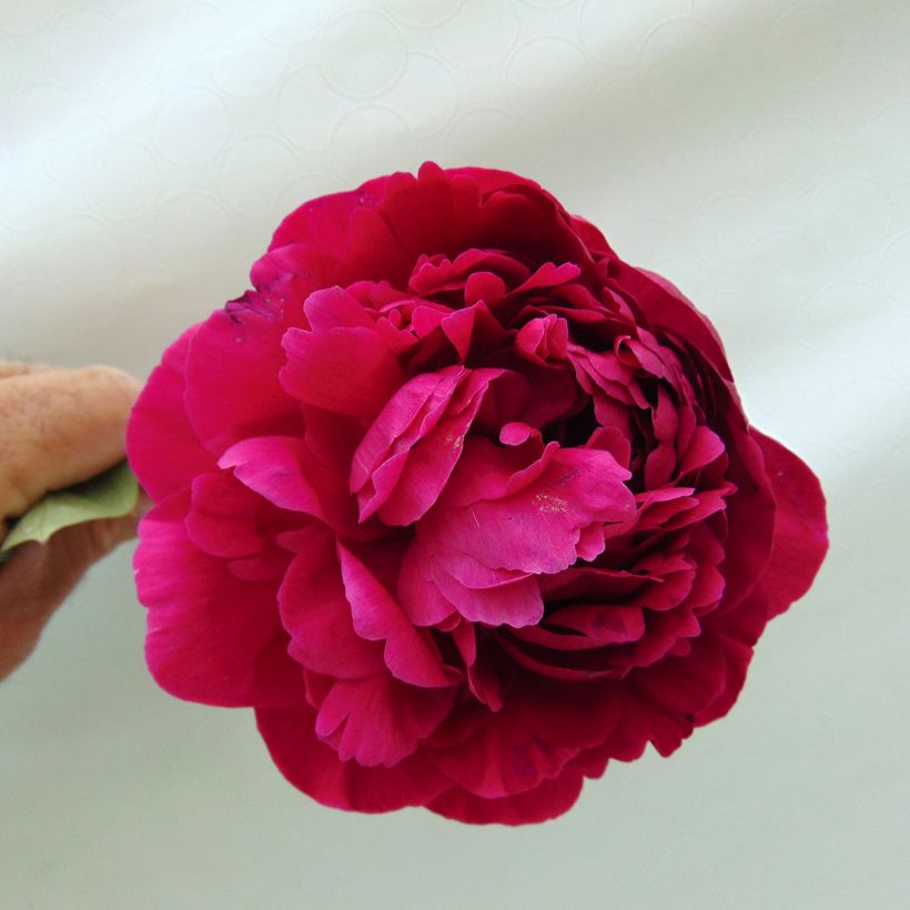 Peonia lactiflora Kansas (Floración)