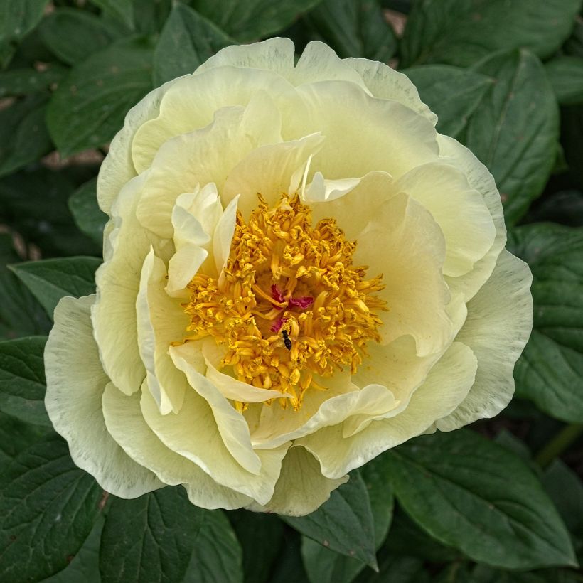 Peonia lactiflora Lemon Chiffon (Floración)