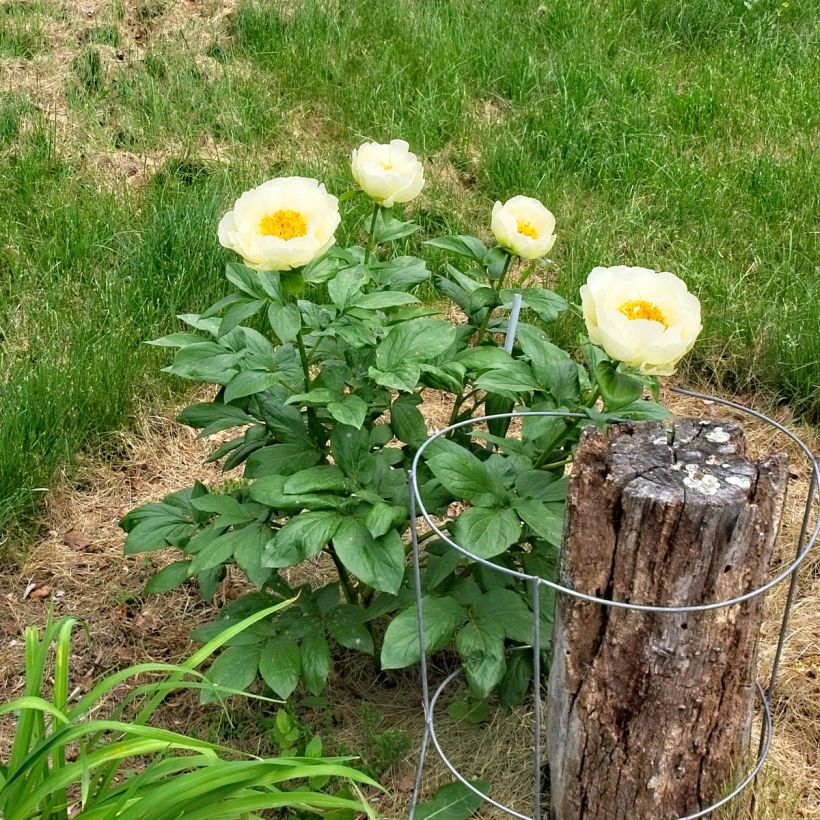 Peonia lactiflora Lemon Chiffon (Porte)