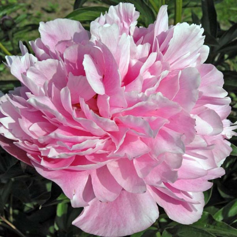 Peonia lactiflora Miss Eckhardt (Floración)