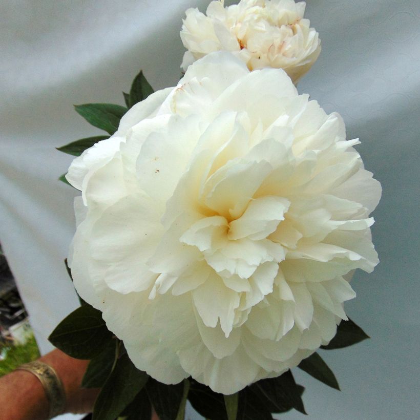 Peonia lactiflora Mother's Choice (Floración)