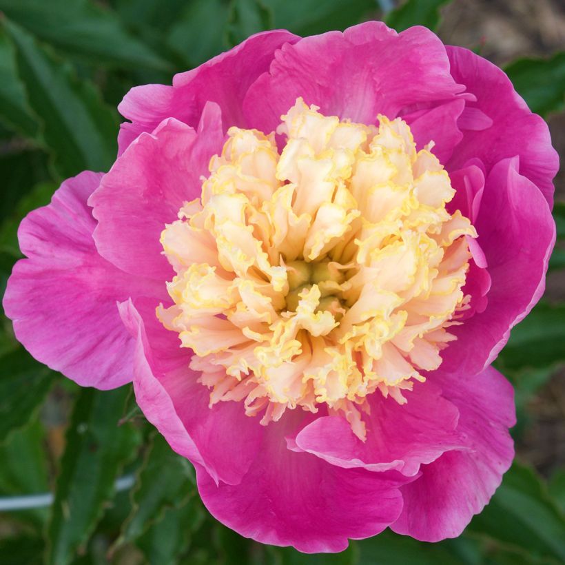 Peonia lactiflora Mr G.F. Hemerik (Floración)