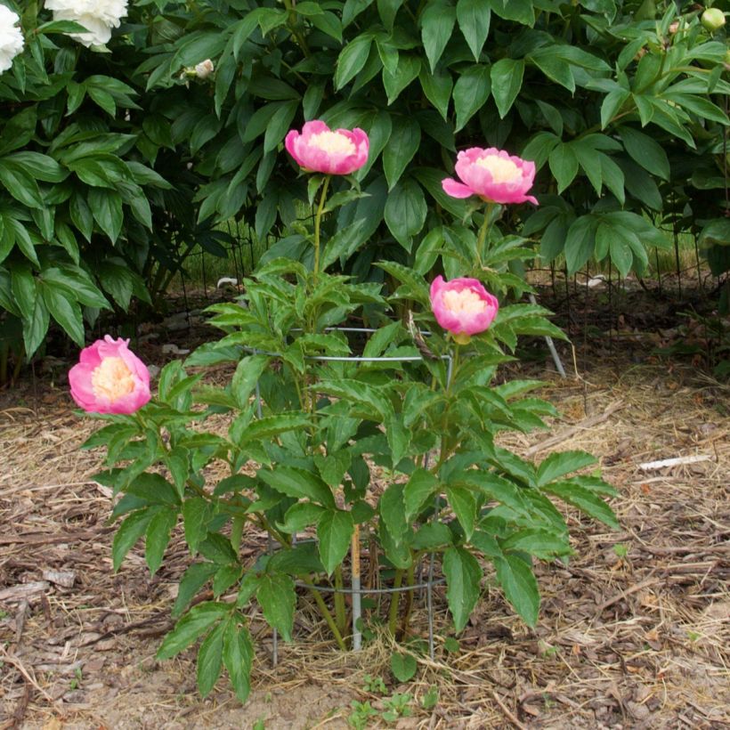 Peonia lactiflora Mr G.F. Hemerik (Porte)