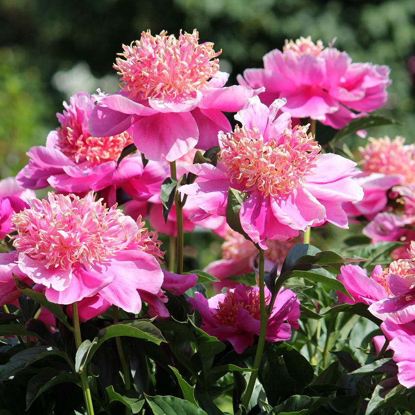 Peonia lactiflora Neon (Floración)