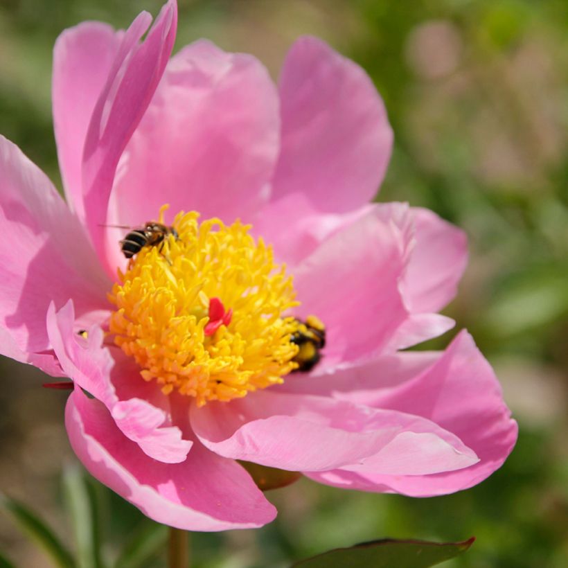 Peonia lactiflora Nymphe (Floración)