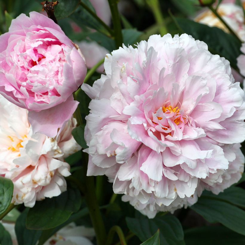 Peonia lactiflora Sarah Bernhardt (Floración)