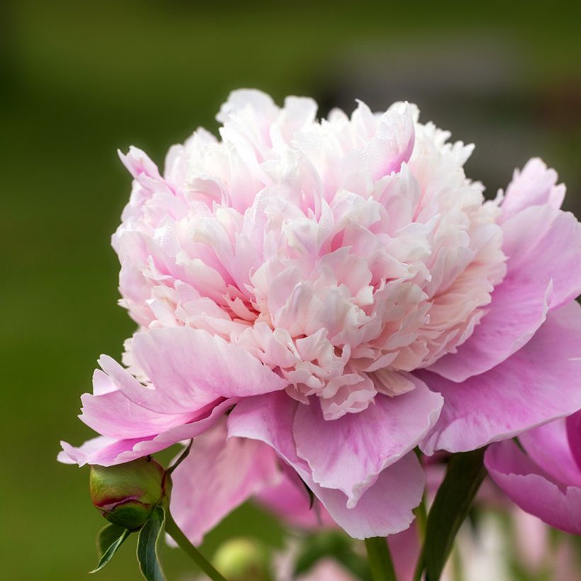 Peonia lactiflora Sorbet (Floración)