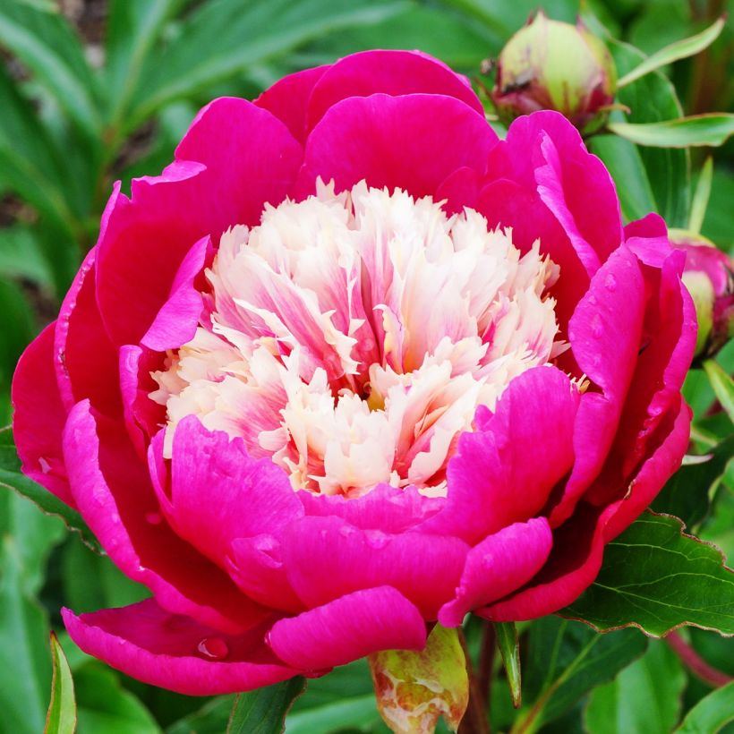 Peonia lactiflora White Cap (Floración)