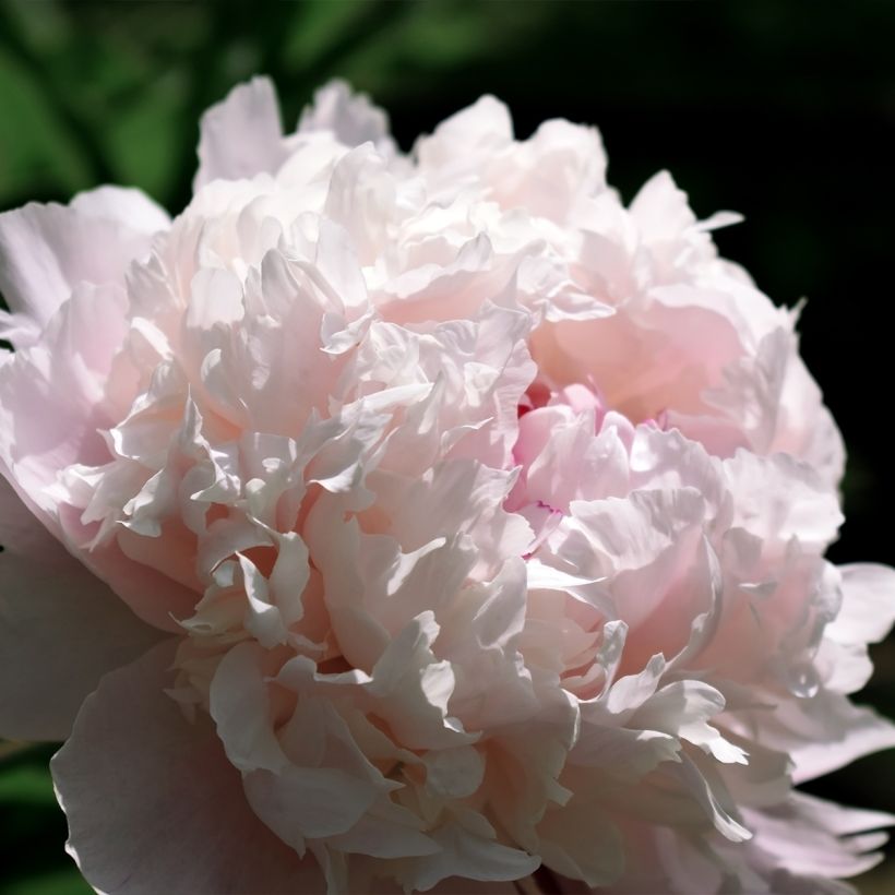 Peonia lactiflora Chiffon Parfait (Floración)