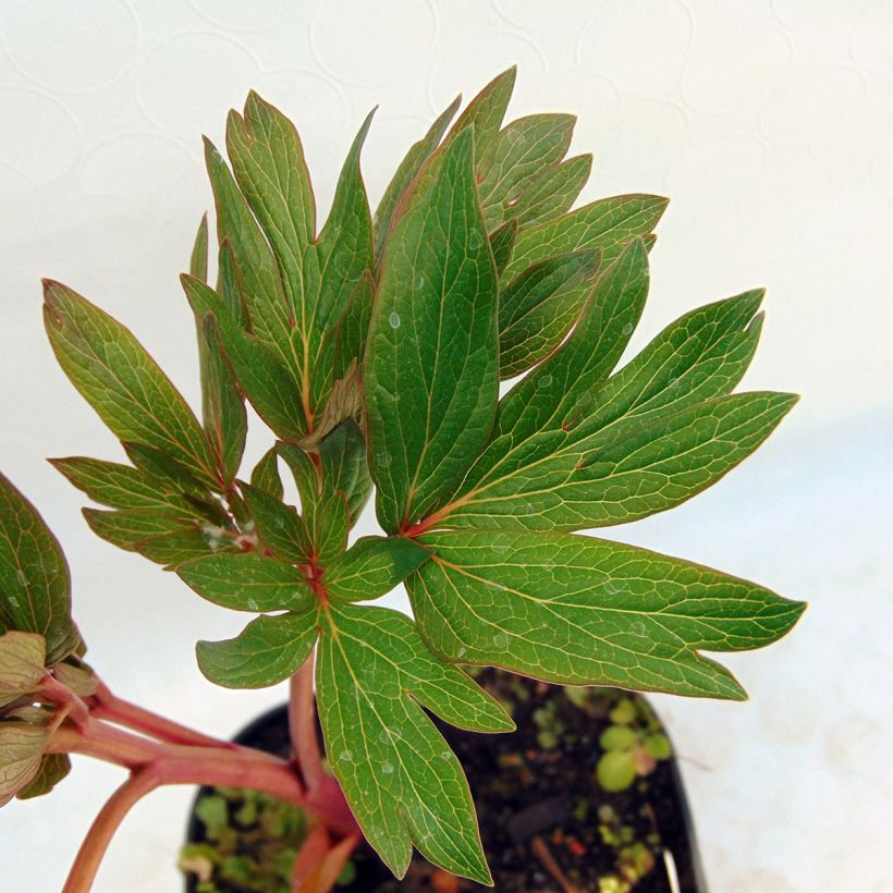 Peonia officinalis Rubra Plena (Follaje)