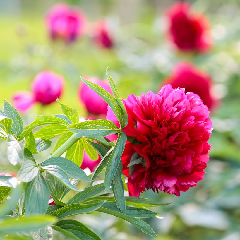 Peonia officinalis Rubra Plena (Floración)