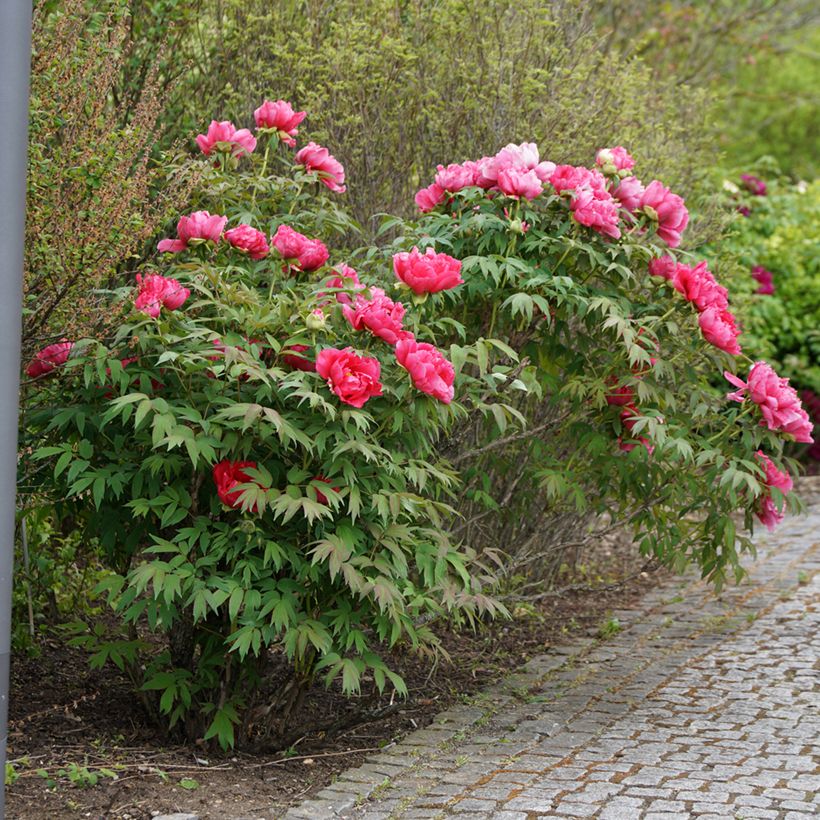 Peonia officinalis Rubra Plena (Porte)