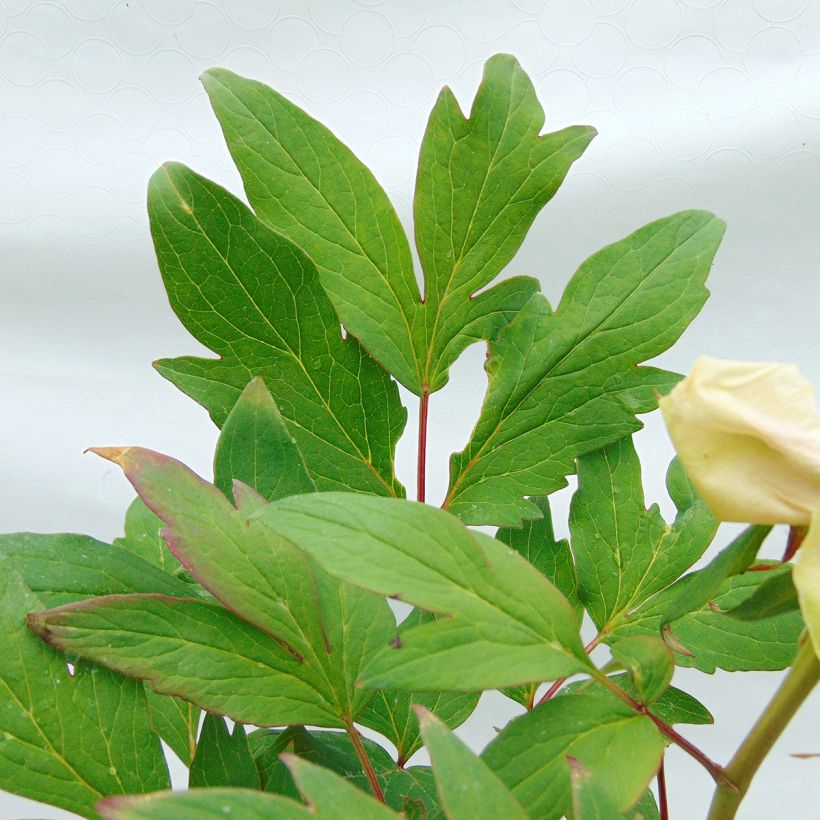 Peonía arbustiva Pink - Paeonia suffruticosa (Follaje)