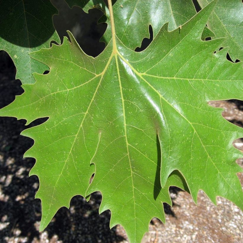 Morus alba - Morera blanca (Follaje)