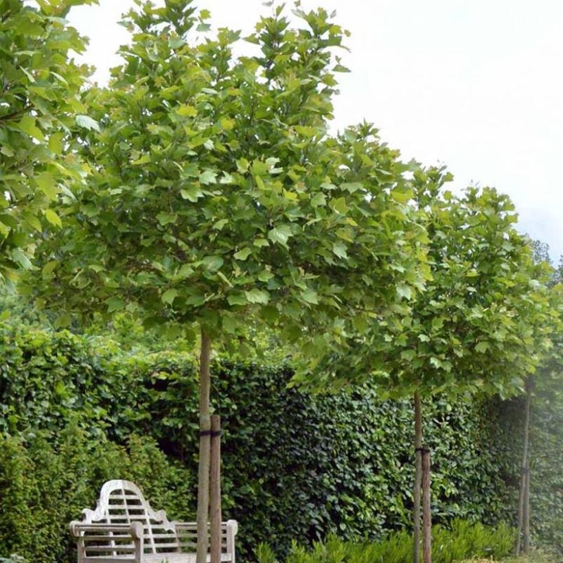 Platanus hispanica Alphen's Globe - Plátano de sombra (Porte)