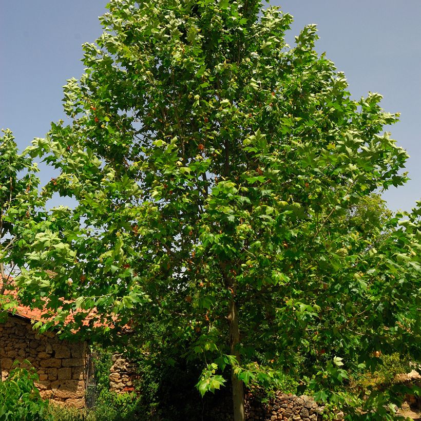 Platanus hispanica - Plátano de sombra (Follaje)