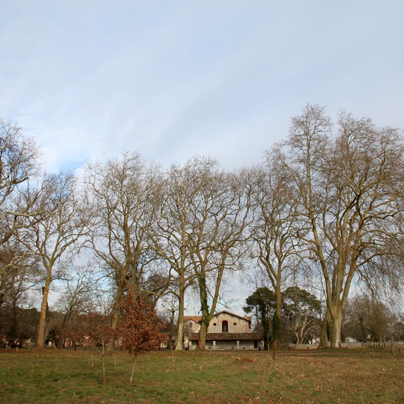 Platanus hispanica - Plátano de sombra (Porte)