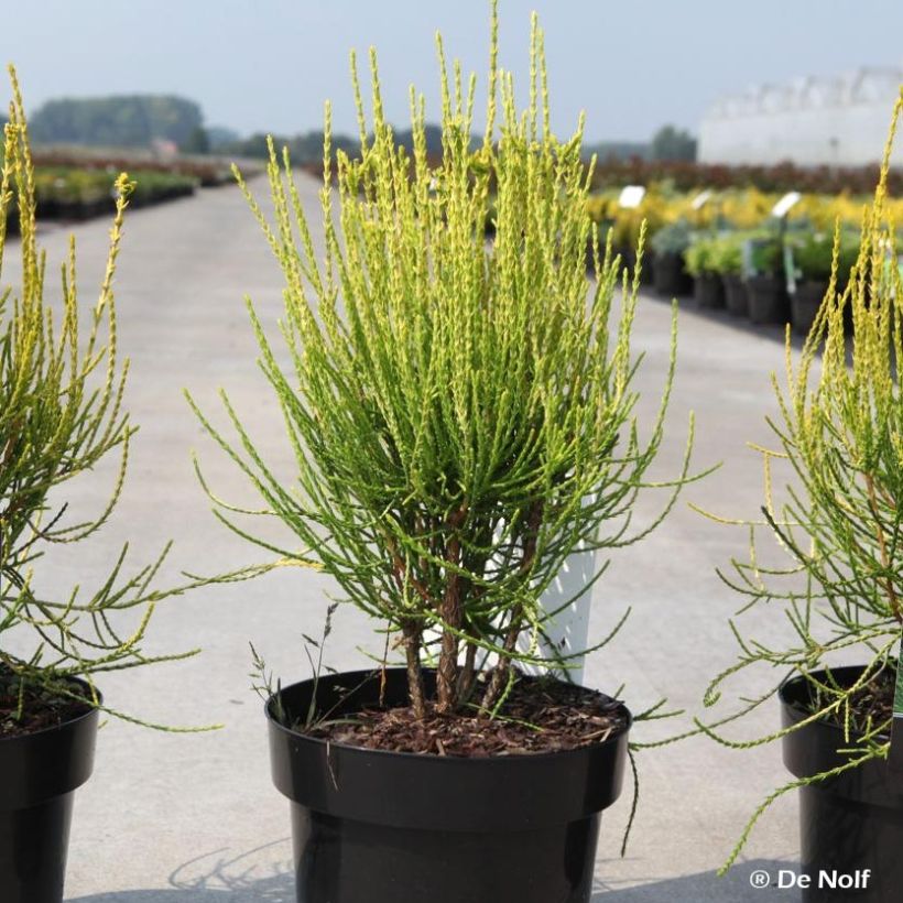 Platycladus orientalis Franky Boy - Árbol de la vida (Porte)