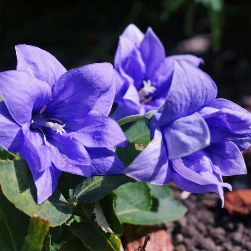 Platycodon grandiflorus Astra Blue (Floración)