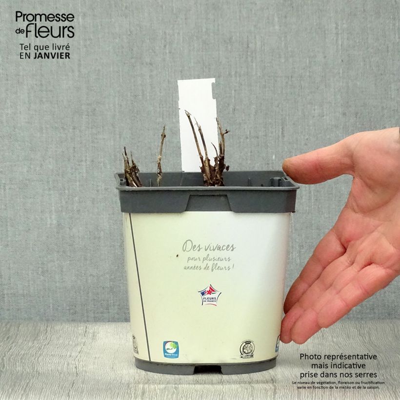 Platycodon grandiflorus Astra White Pot de 2L/3L Ejemplar entregado en invierno