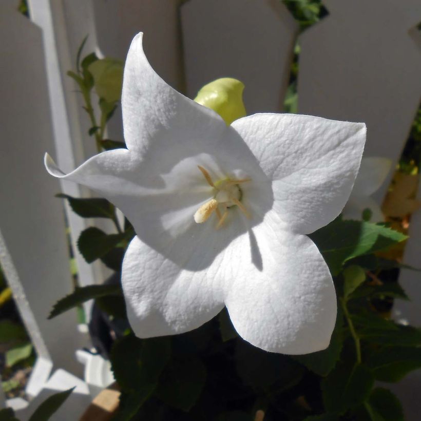 Platycodon grandiflorus Astra White (Floración)