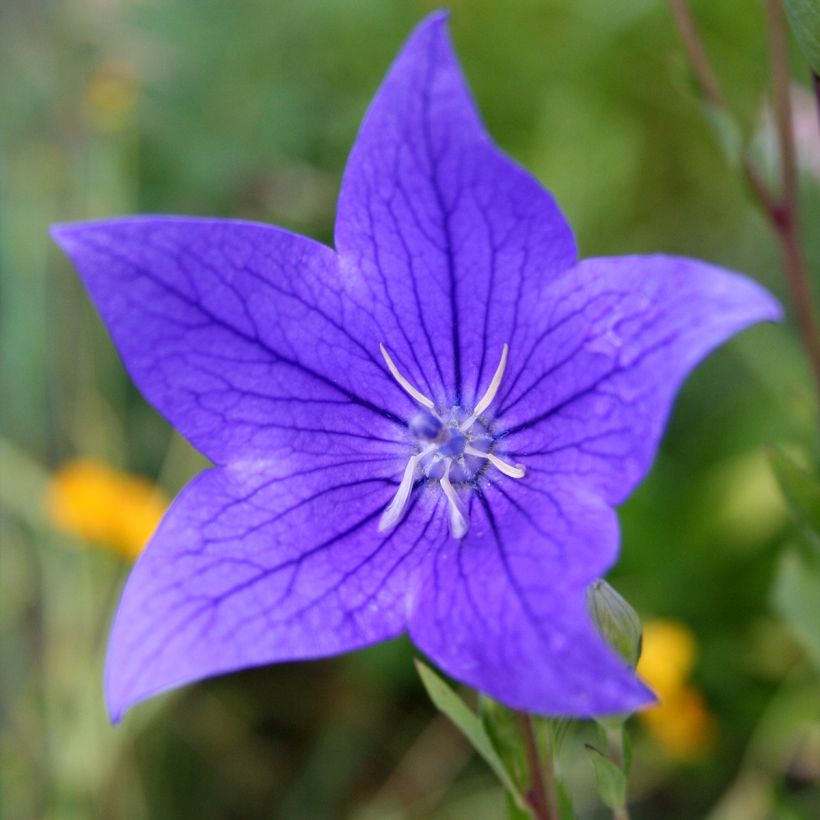 Platycodon grandiflorus Fuji Blue (Floración)