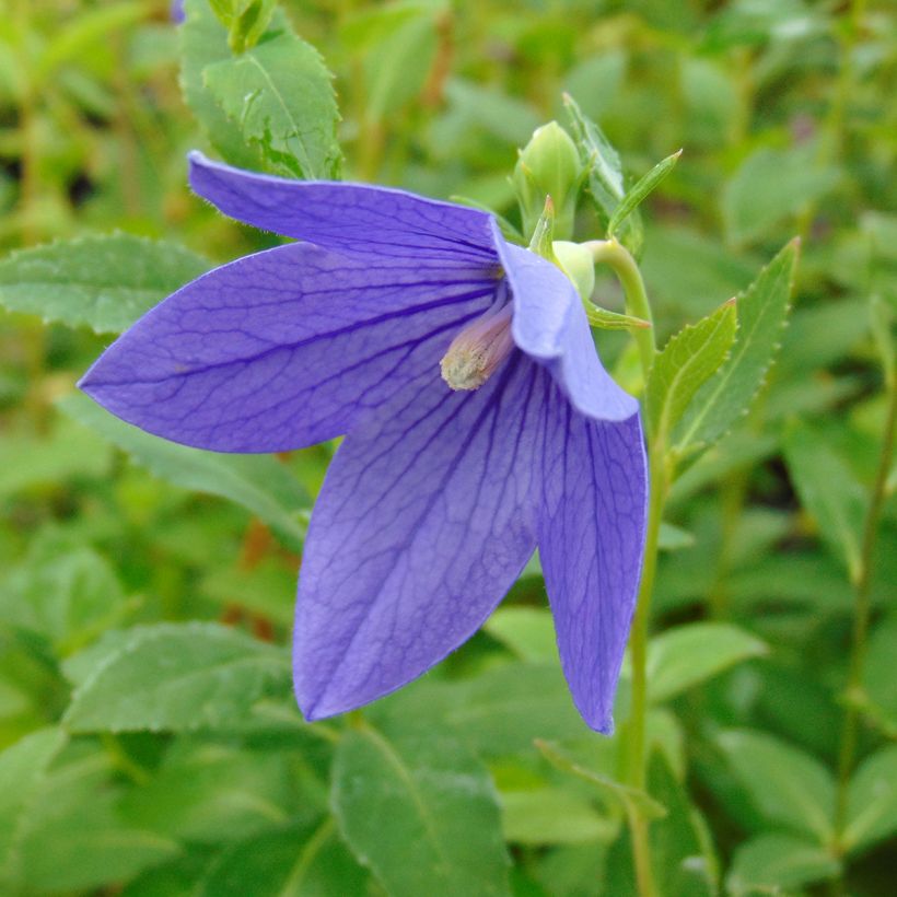 Platycodon grandiflorus Mariesii (Floración)