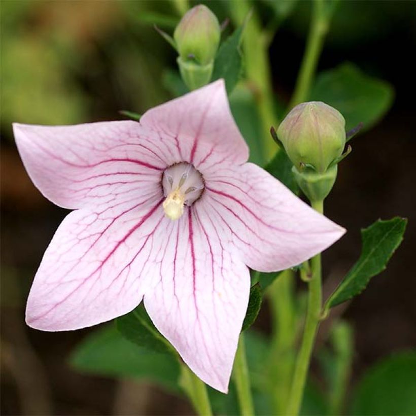 Platycodon grandiflorus Perlmutterschale (Floración)