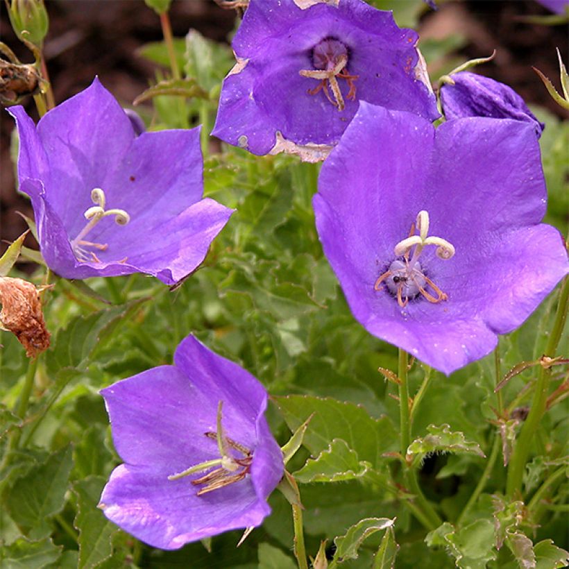 Platycodon grandiflorus Astra Blue - Campanilla china (Floración)