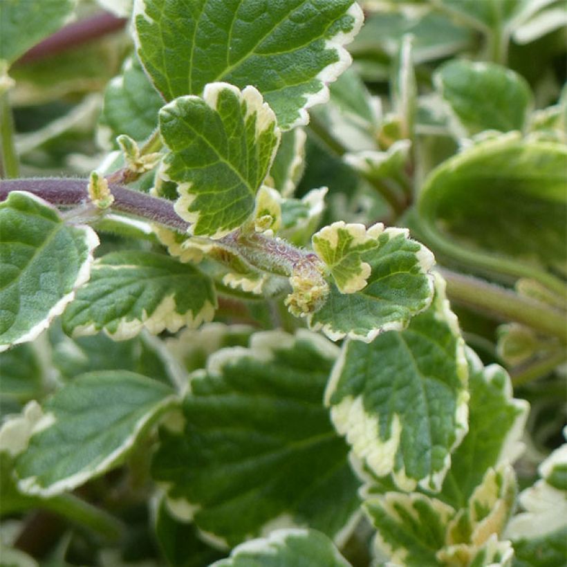 Plectranthus coleoides Variegatus - Planta de Incienso (Follaje)