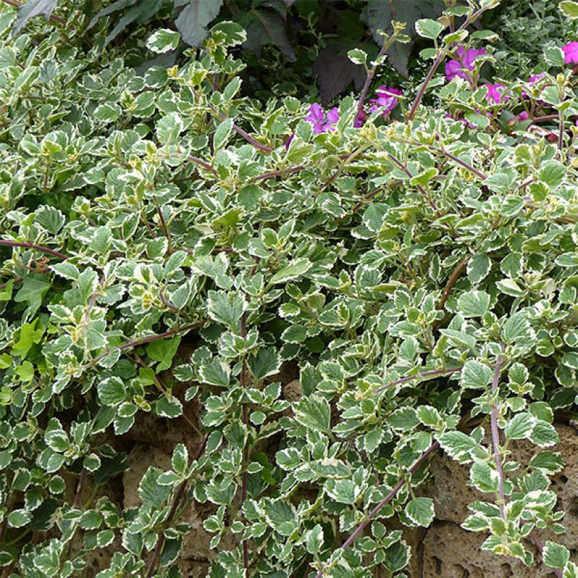 Plectranthus coleoides Variegatus - Planta de Incienso (Porte)