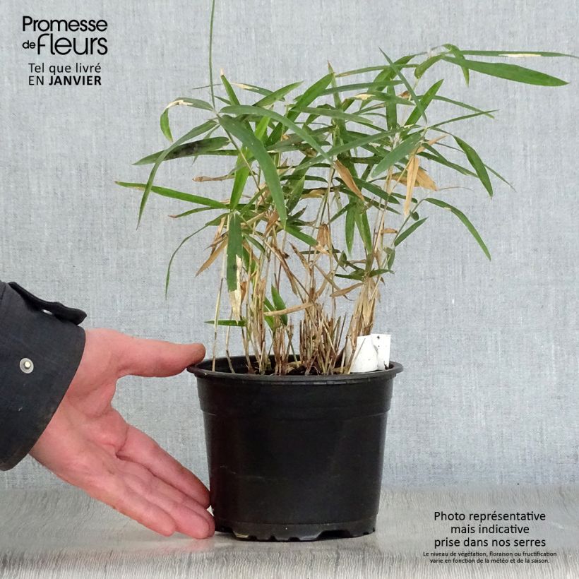 Pleioblastus argenteostriatus f. pumilus - Bambou nain Pot de 1L/1,5L Ejemplar entregado en invierno