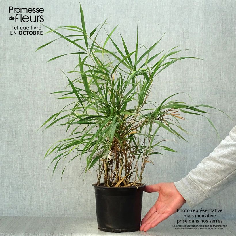 Ejemplar de Pleioblastus linearis - Bambou moyen 2/3L Pot de 2L/3L entregado en otoño