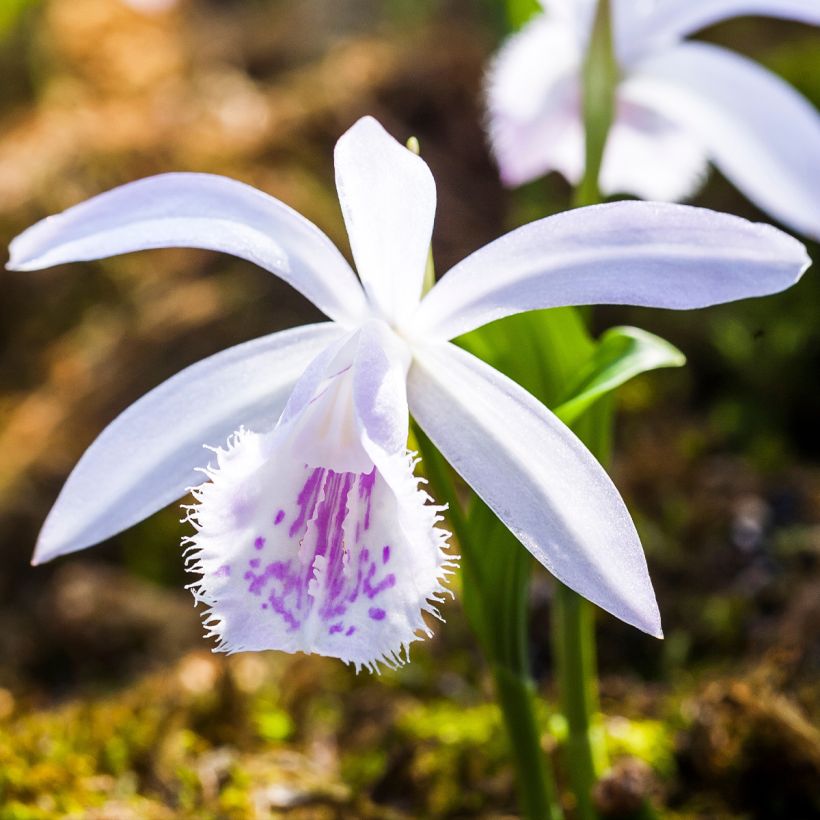 Pleione Glacier Peak (Floración)