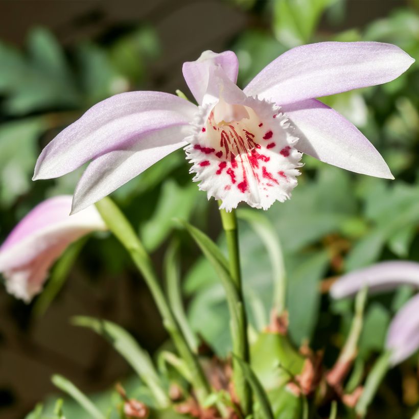 Pleione Glacier Peak (Porte)