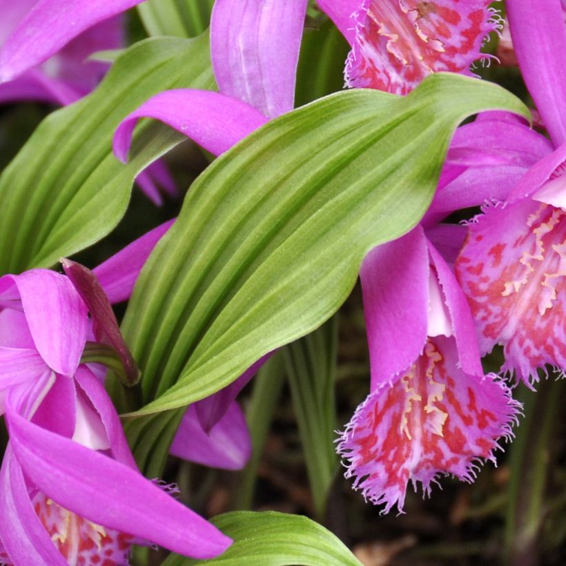 Pleione hybrida Tongariro (Follaje)