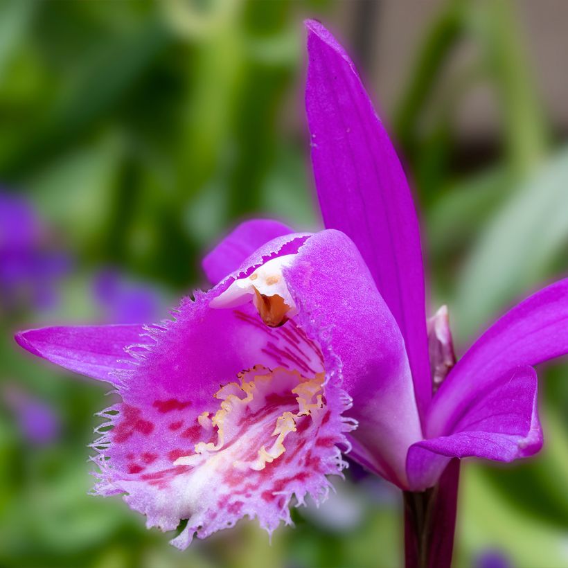 Pleione hybrida Tongariro (Floración)