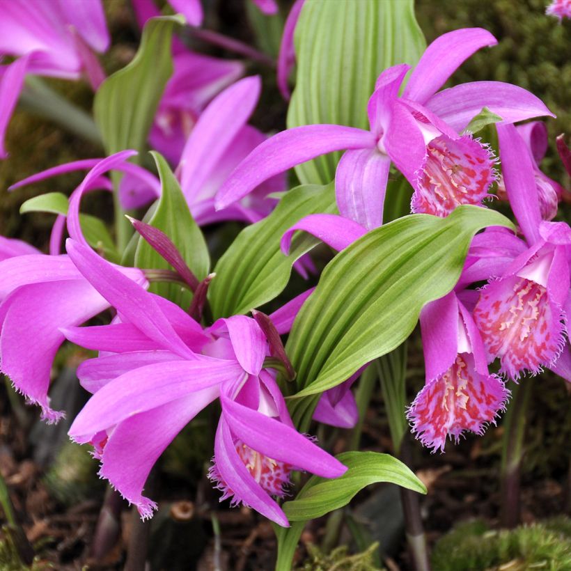 Pleione hybrida Tongariro (Porte)