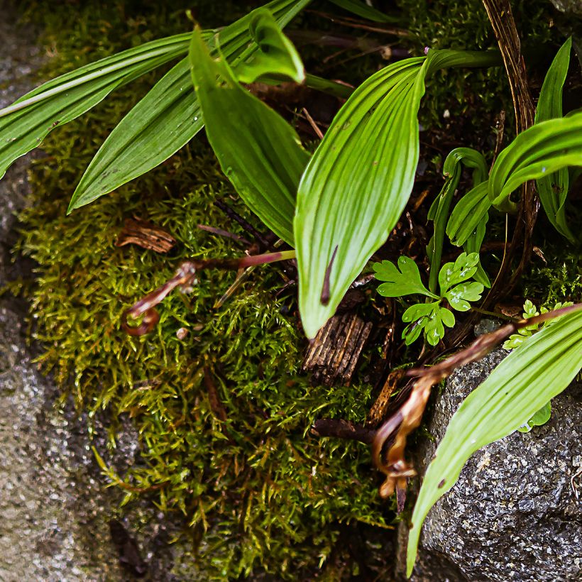 Pleione formosana (Follaje)