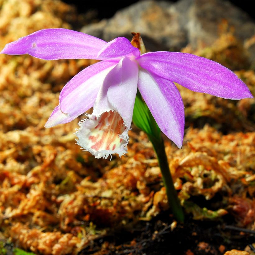 Pleione formosana (Floración)