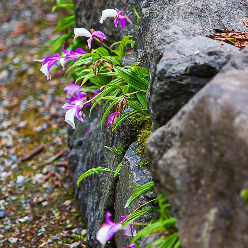 Pleione formosana (Porte)