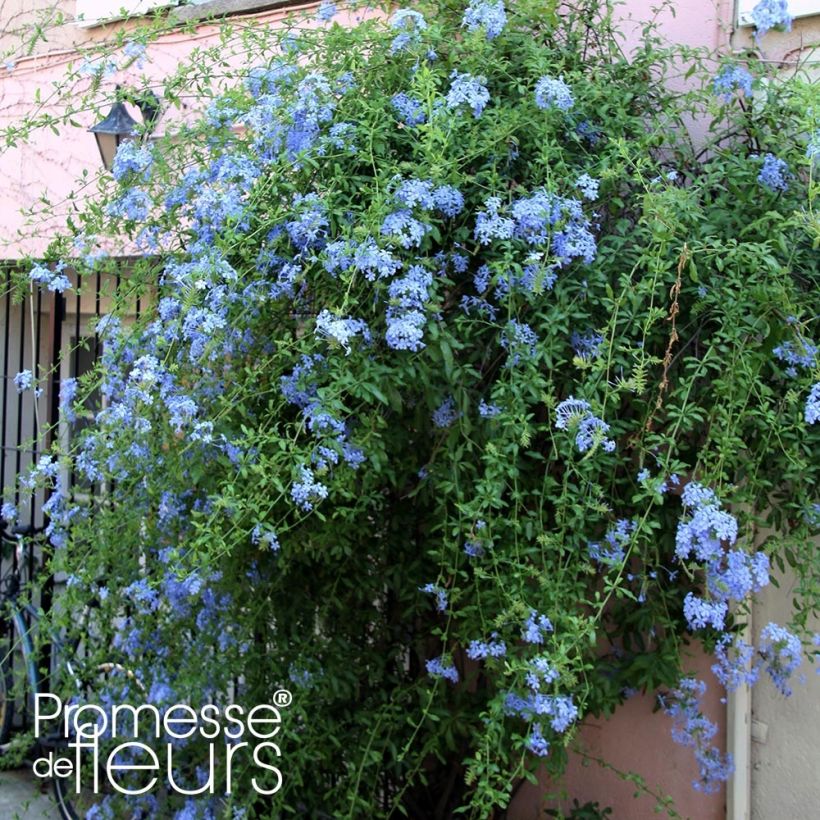 Plumbago auriculata Dark Blue - Celestina (Porte)