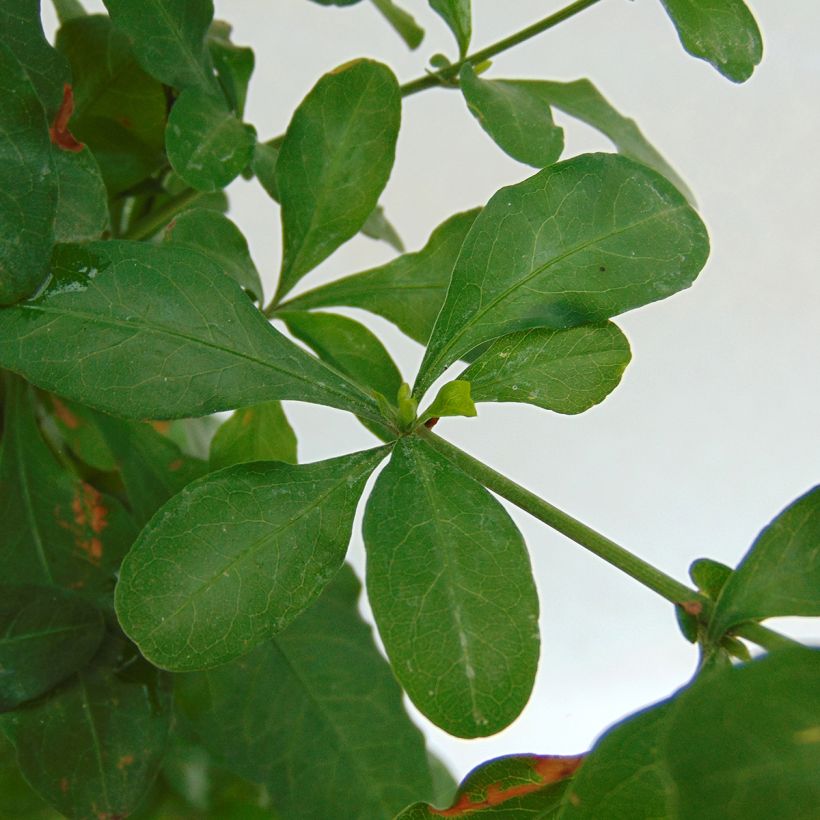 Plumbago auriculata - Celestina (Follaje)