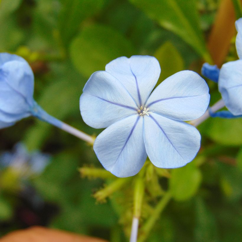 Plumbago auriculata - Celestina (Floración)