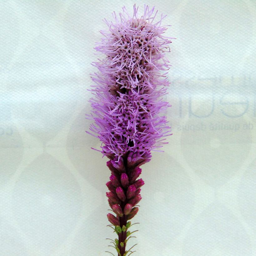 Liatris spicata Floristan Violet - Densa estrella ardiente (Floración)