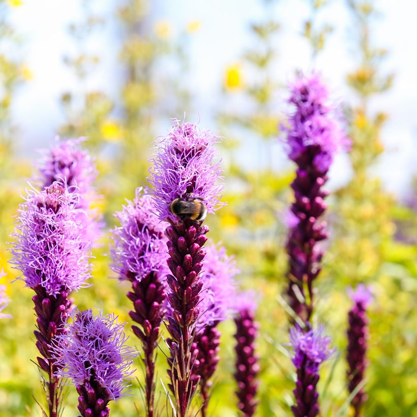 Liatris spicata Kobold - Densa estrella ardiente (Floración)