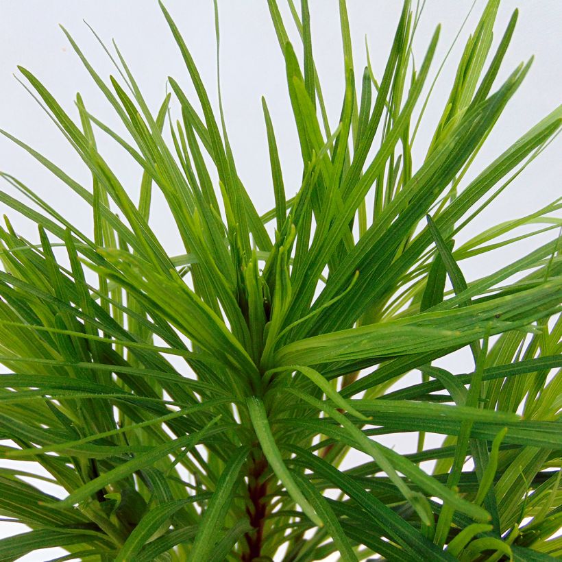 Liatris spicata Floristan Violet - Densa estrella ardiente (Follaje)