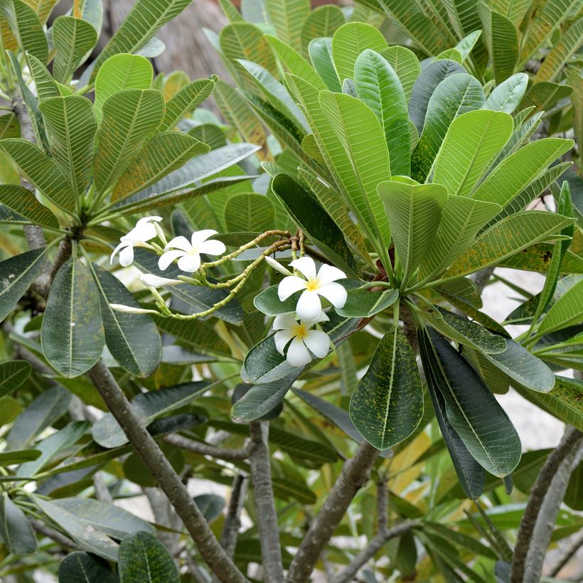 Plumeria obtusa - Frangipani blanco (Follaje)